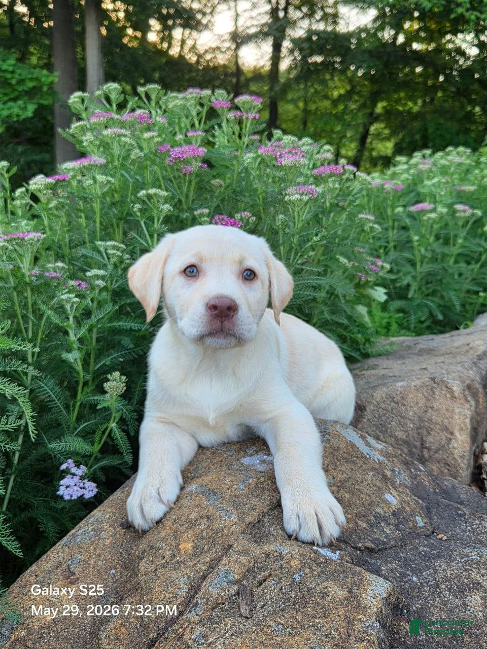 Labrador Retriever dogs Snow white  - Ad 2