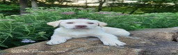 Labrador Retriever dogs for sale: Snow white  - Ad 3