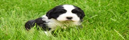 English Springer Spaniel dogs for sale: Onyx - Ad 3