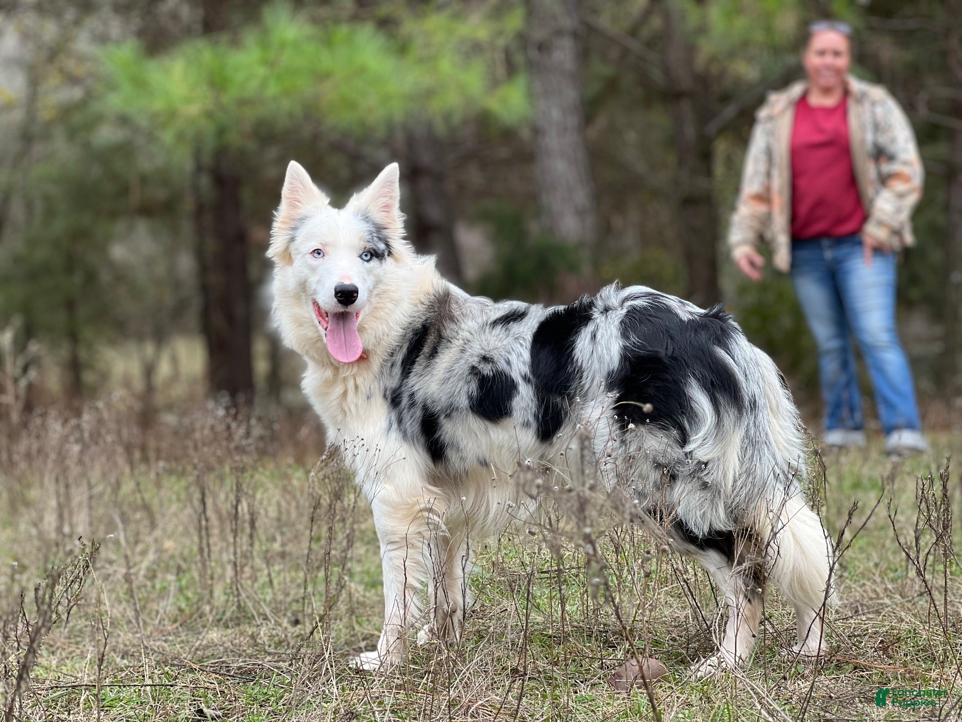 Border Collie dogs Zeke - Ad 2