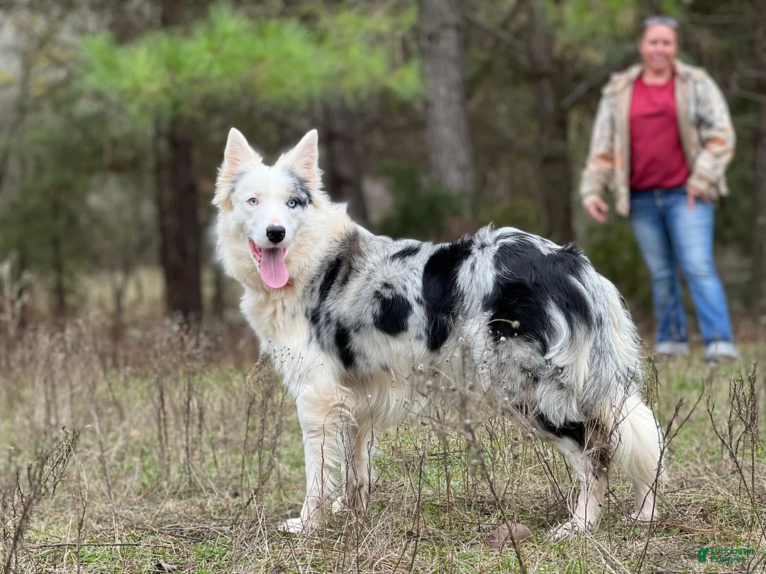 Border Collie dogs for sale: Patsy - Ad 3