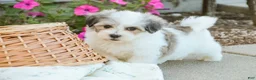 Havanese dogs for sale: Florence - Ad 7