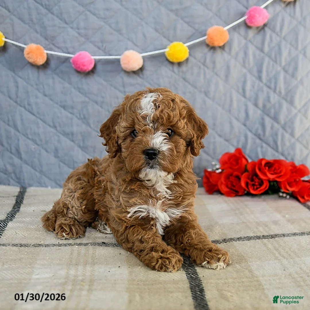 Cavapoo dogs for sale: Ivy - Ad 2