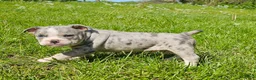 Mixed Breed dogs for sale: Blue Merle Tri-color - Ad 5