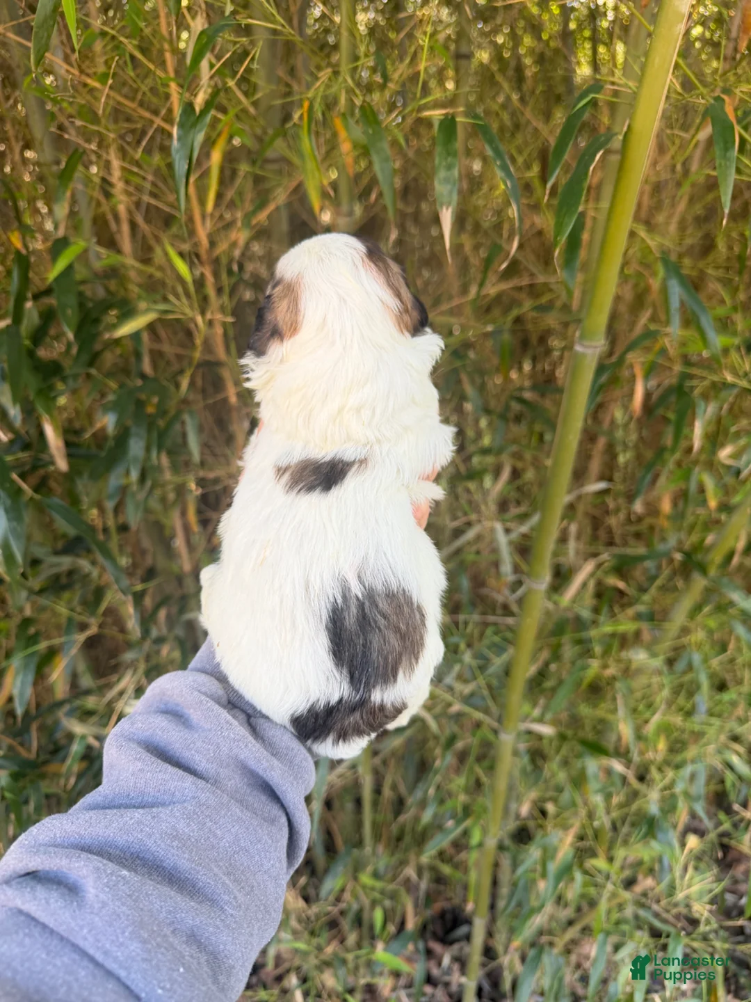 Shihpoo dogs for sale: Shihpoo Puppy 3 - Ad 2