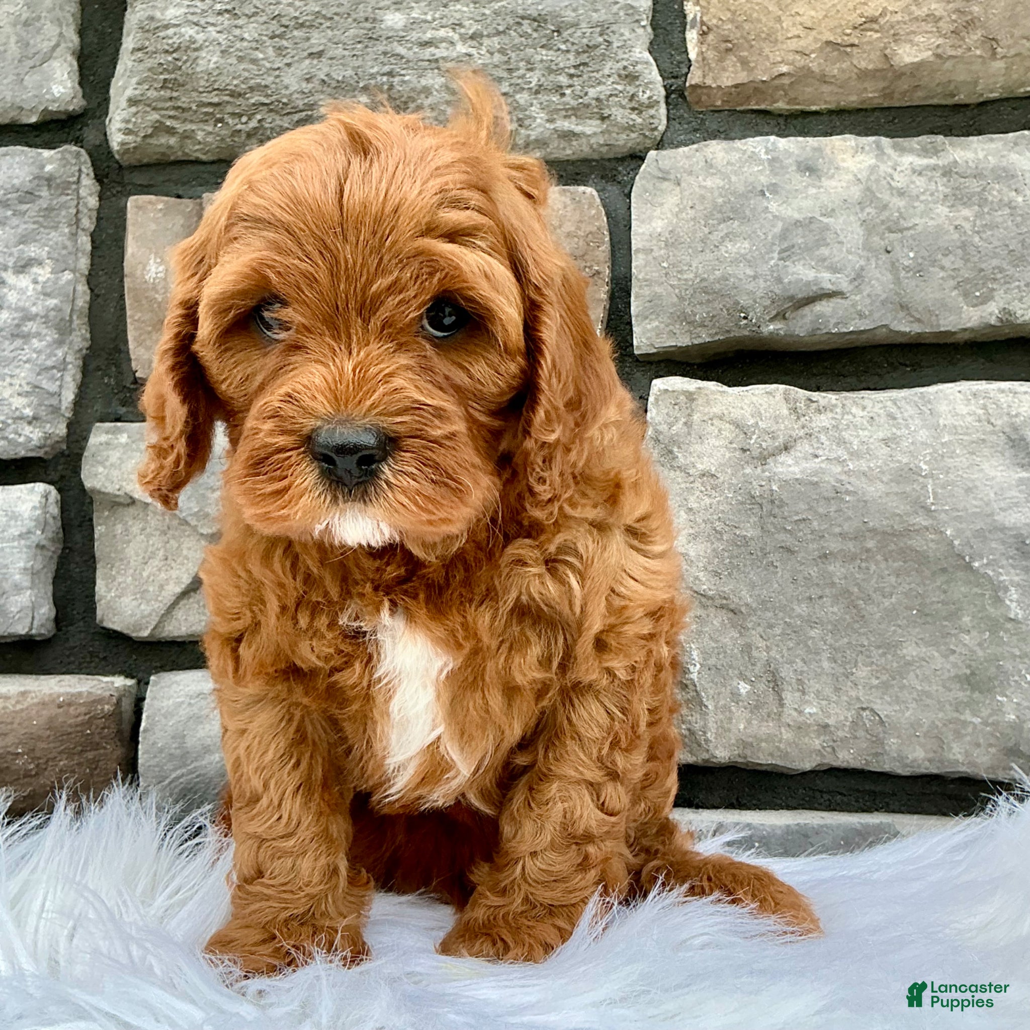 Cavapoo dogs Myles - Ad 1