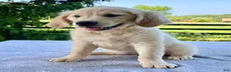 Golden Retriever dogs for sale: Opal - Ad 4