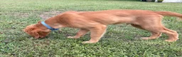 Golden Retriever dogs for sale: Maverick  - Ad 7