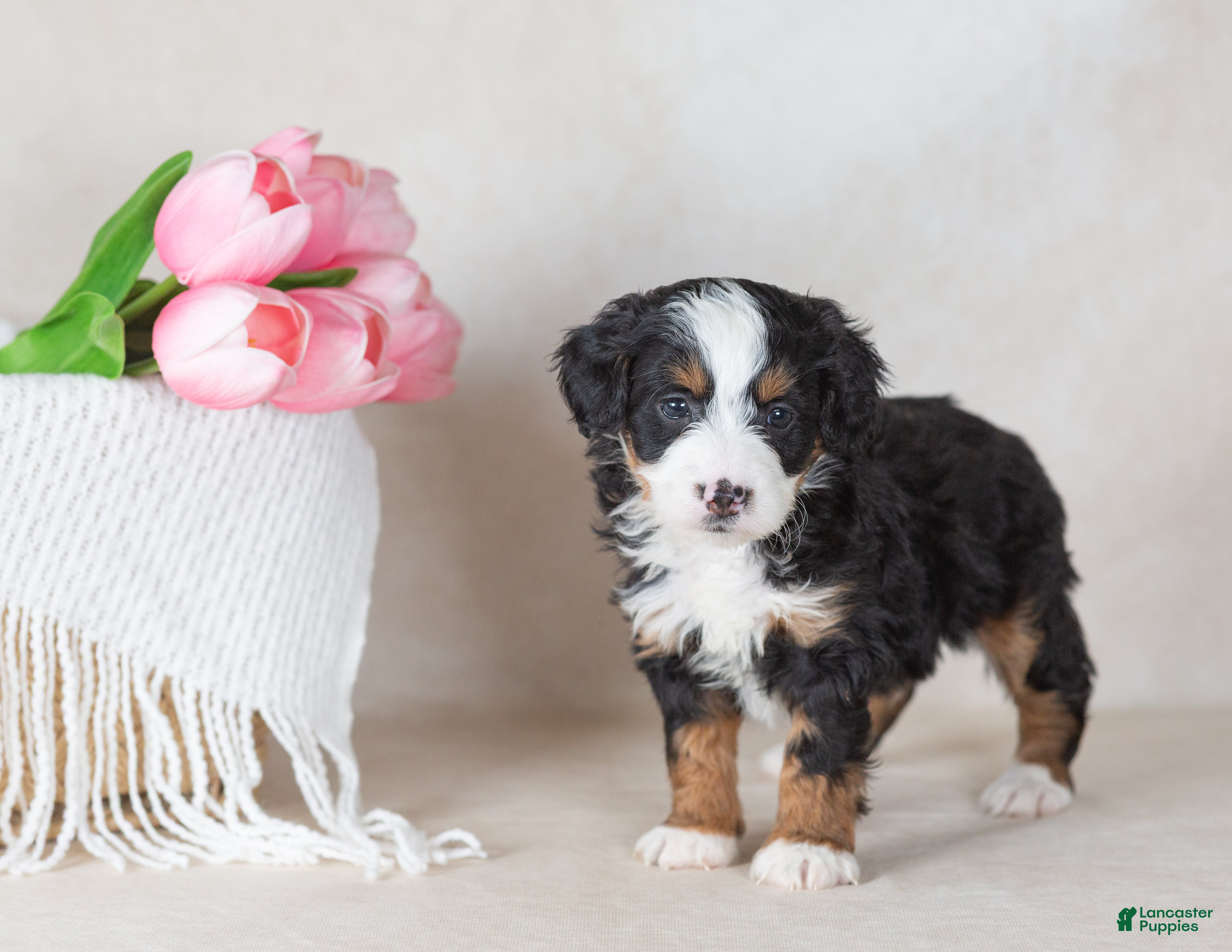 Bernedoodle dogs Loop - Ad 1