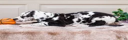 Great Dane dogs for sale: Lilly - Ad 13