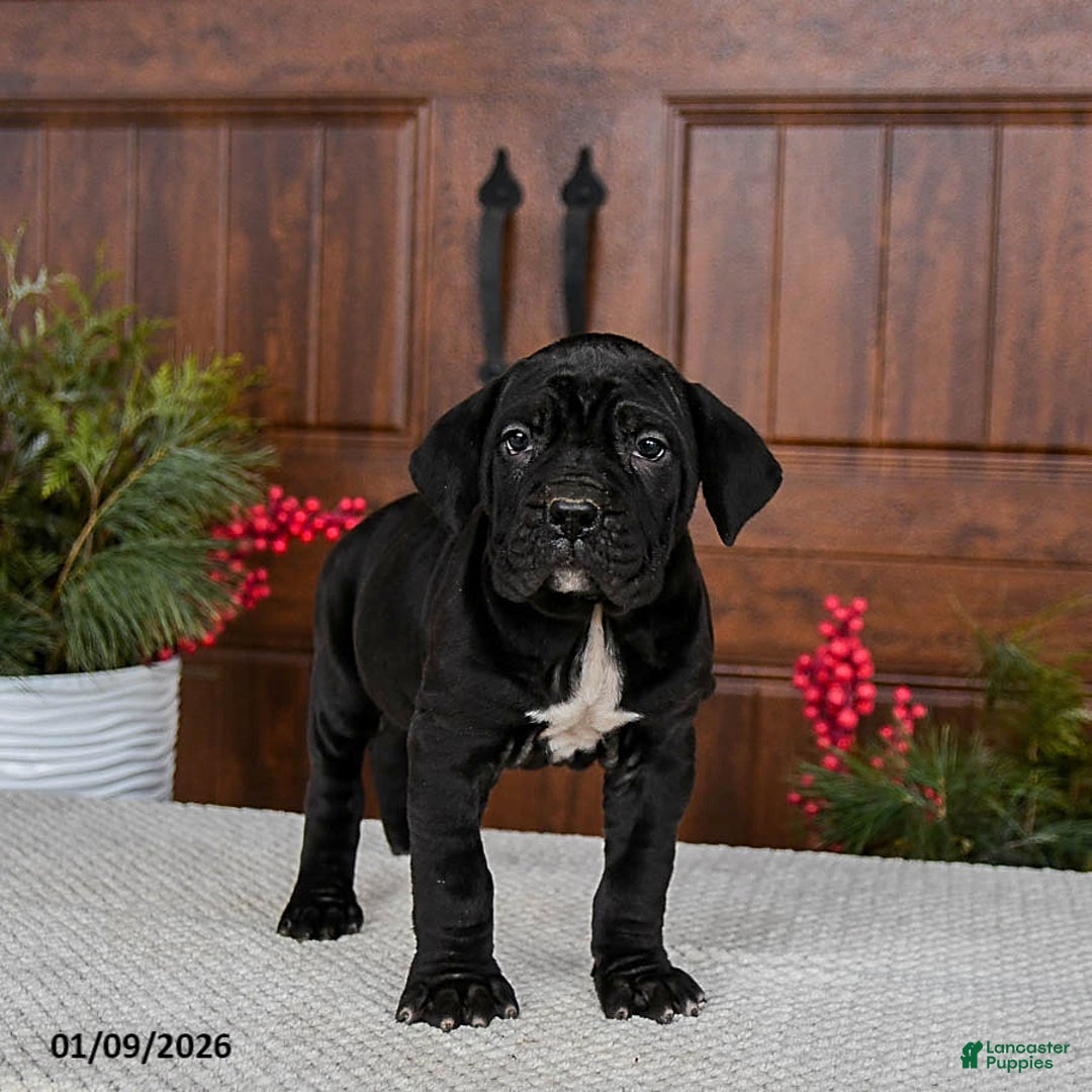 Cane Corso dogs for sale: Toffee - Ad 5