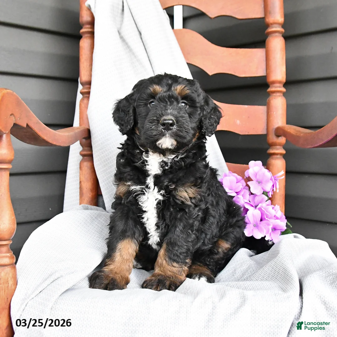 Mini Bernedoodle dogs for sale: Leonard - Ad 1