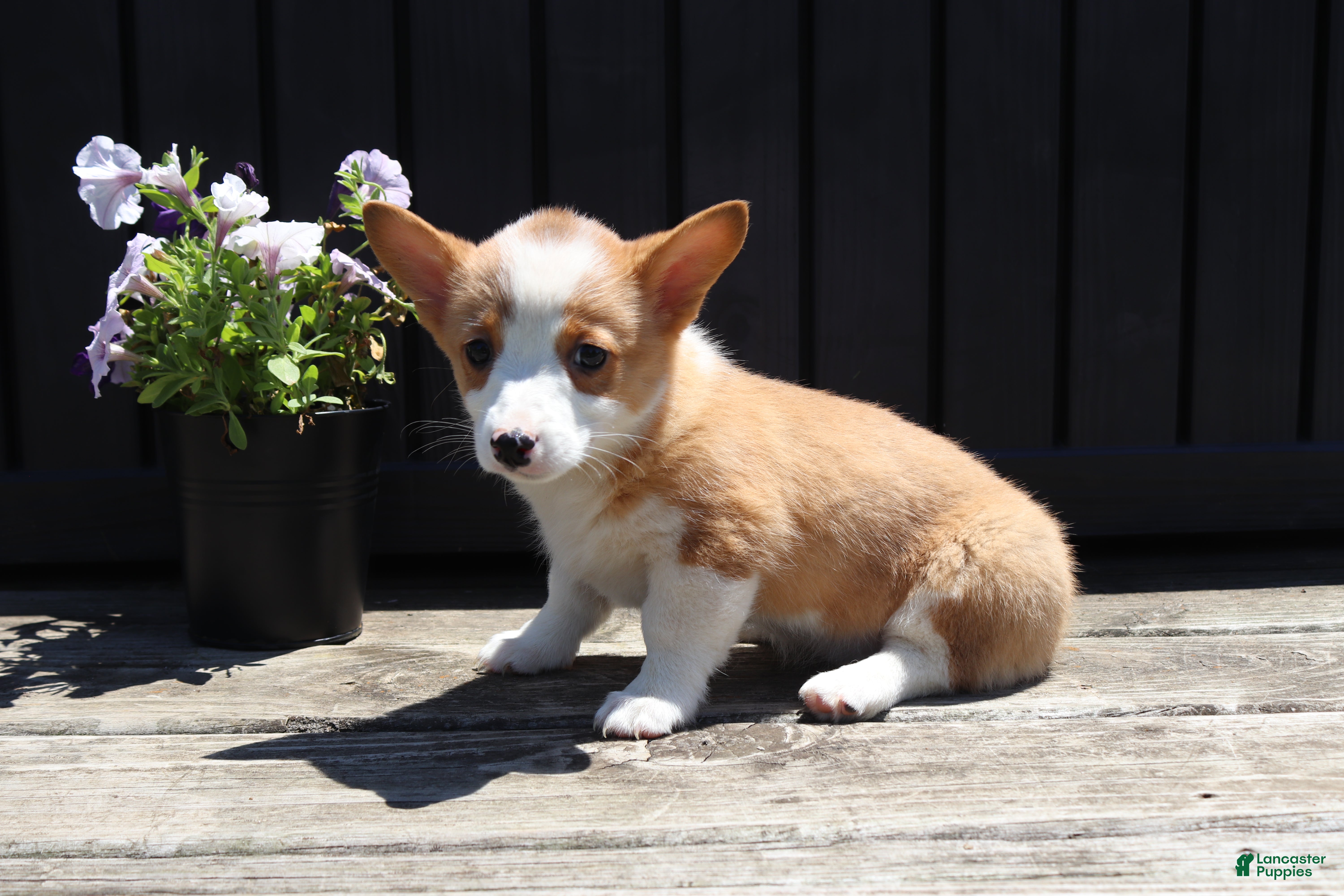 Welsh Corgi Pembroke dogs Savy - Ad 2