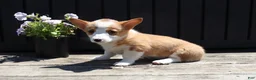 Welsh Corgi Pembroke dogs for sale: Savy - Ad 2