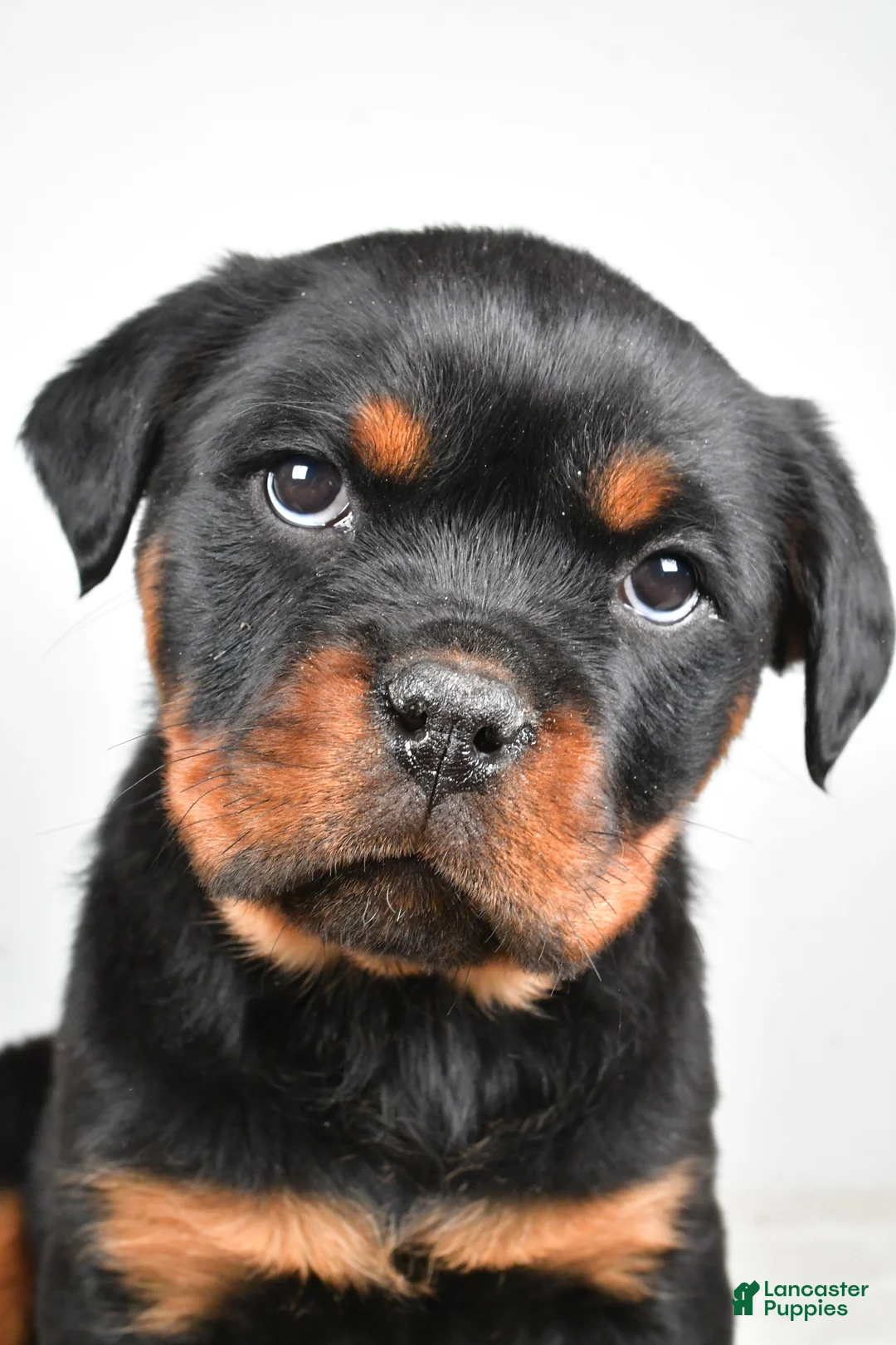 Rottweiler dogs for sale: Princess - Ad 8