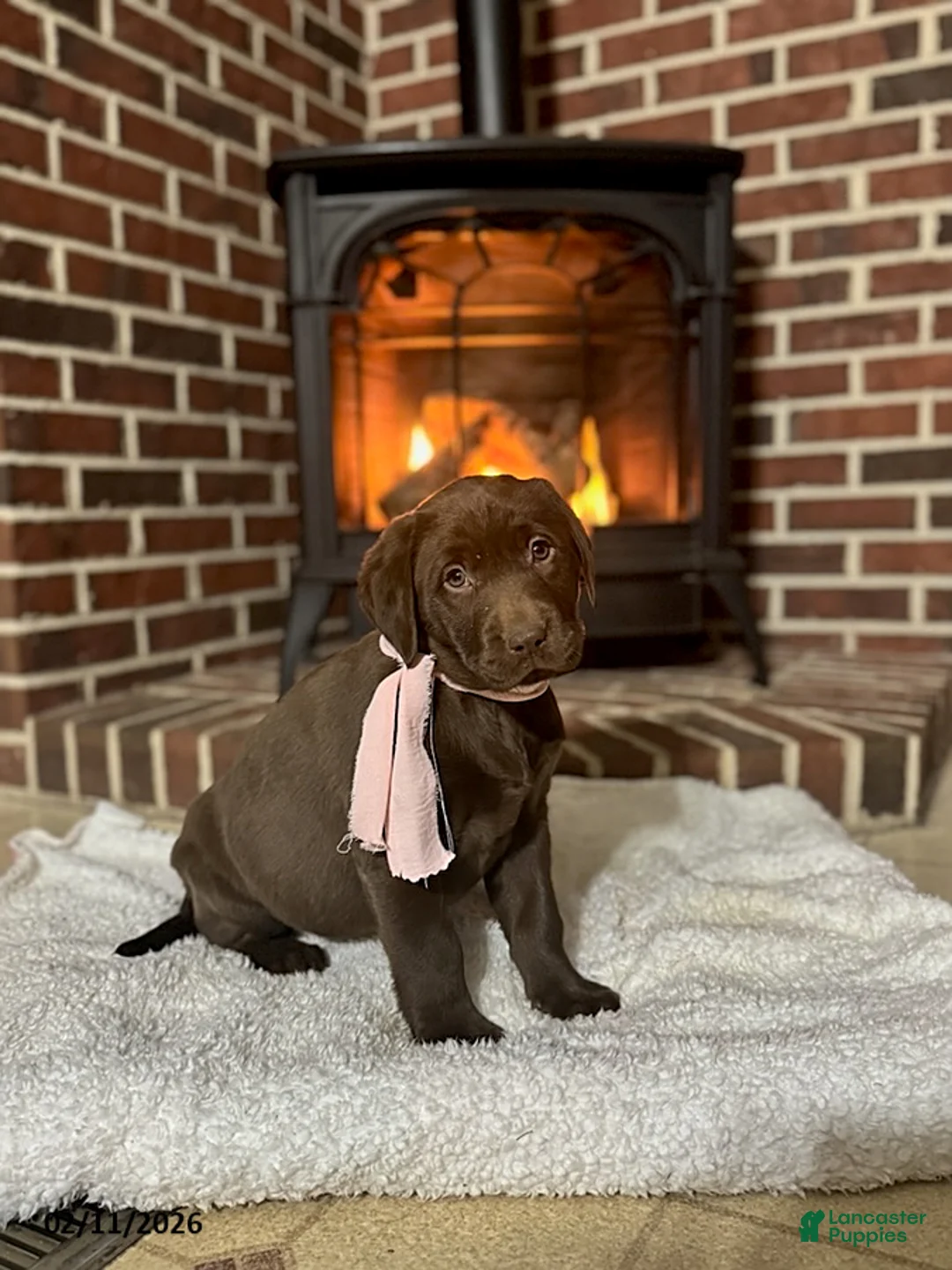 Labrador Retriever dogs for sale: Belle - Ad 3