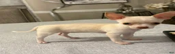 Chihuahua dogs for sale: Cream and white female chihuahua  - Ad 3