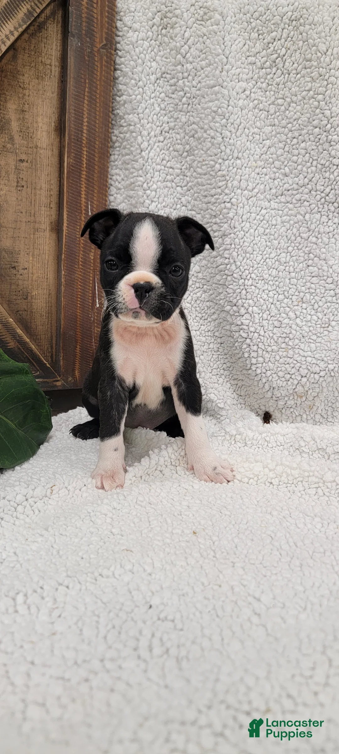 Boston Terrier dogs for sale: Bella - Ad 2