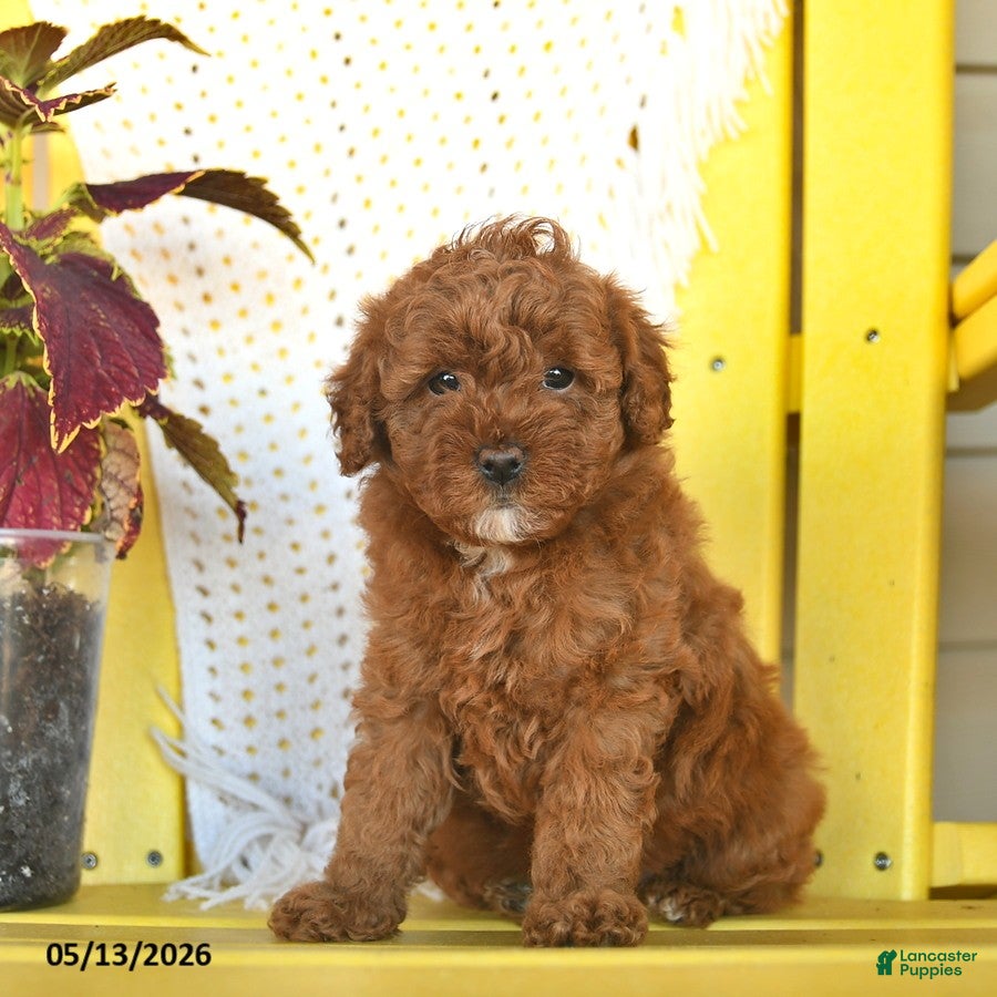 Toy Poodle dogs Fern  - Ad 1