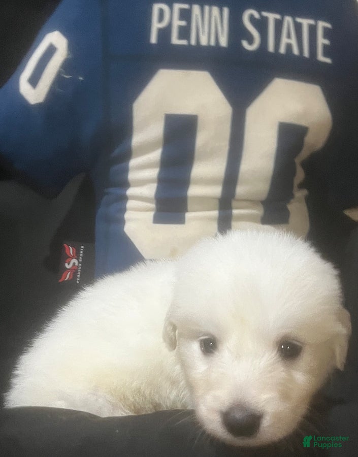 Great Pyrenees dogs Dutchess - Ad 1