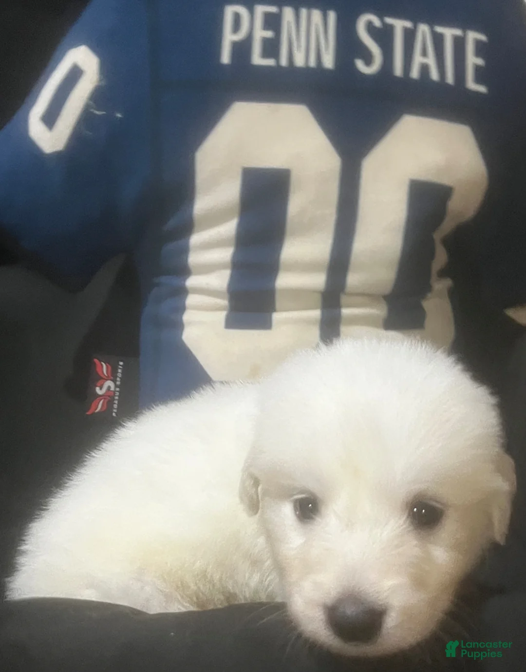 Great Pyrenees dogs for sale: Dutchess - Ad 1