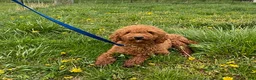 Mini Goldendoodle dogs for sale: Omar - Ad 6