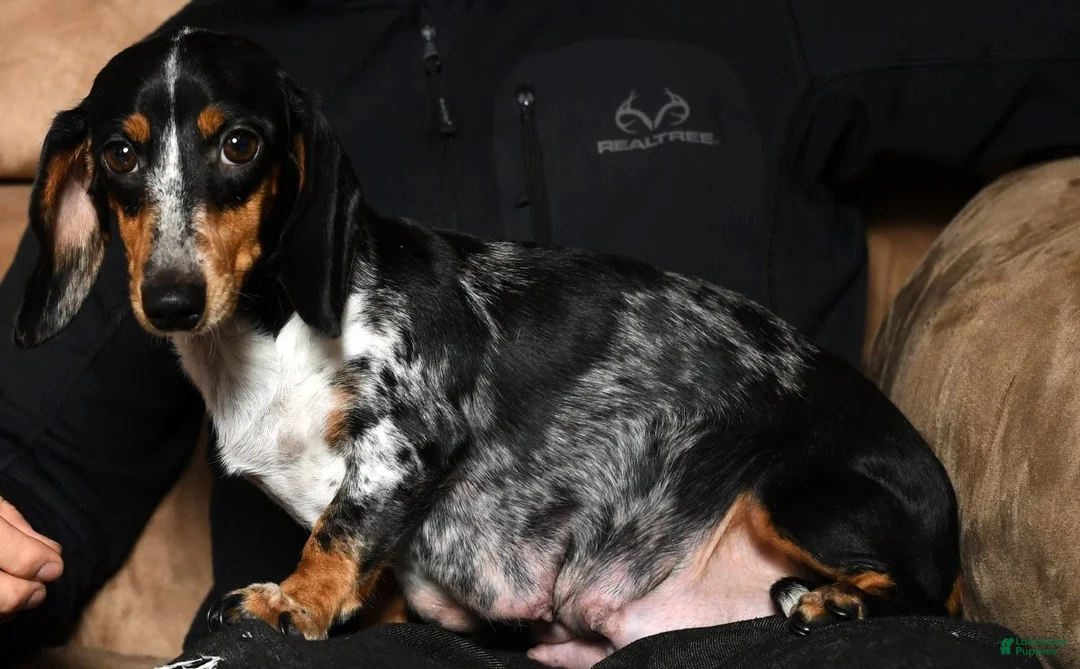 Miniature Dachshund dogs for sale: Ronnie - Ad 10