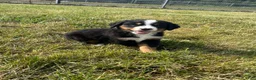 Bernese Mountain Dog dogs for sale: Paisley - Ad 19