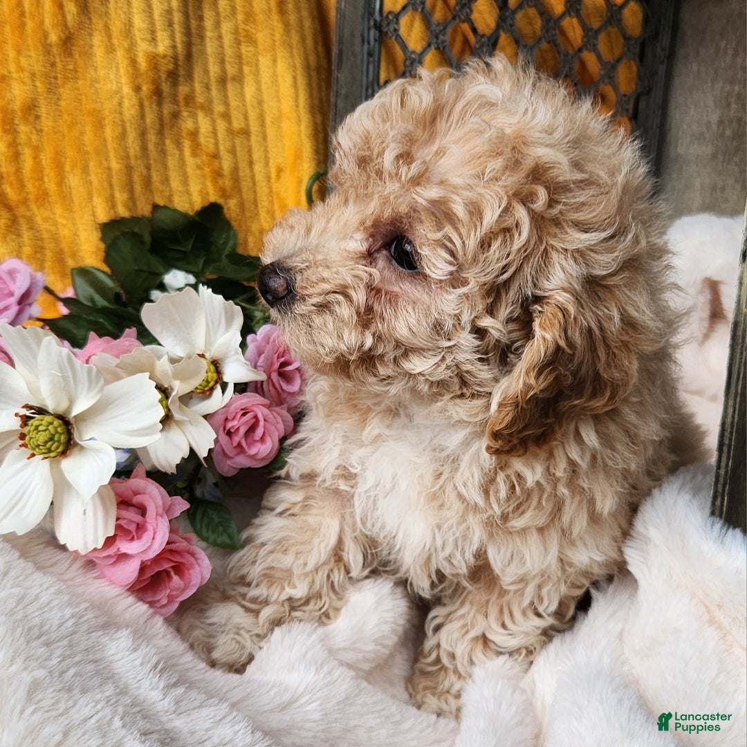 Toy Poodle dogs for sale: Muffin - Ad 7