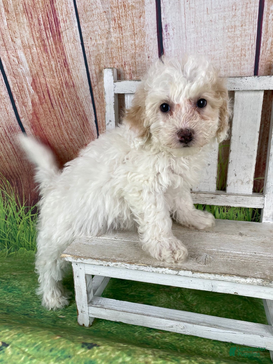 Miniature Poodle dogs for sale: Charlie - Ad 3