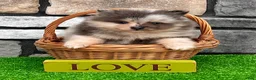 Pomeranian dogs for sale: Mario - Ad 1