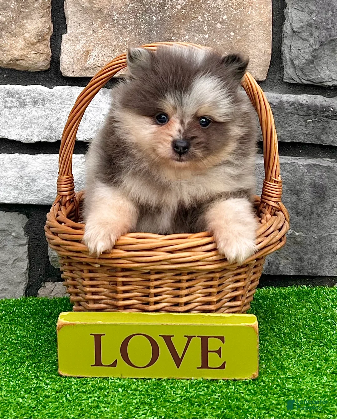 Pomeranian dogs for sale: Mario - Ad 1