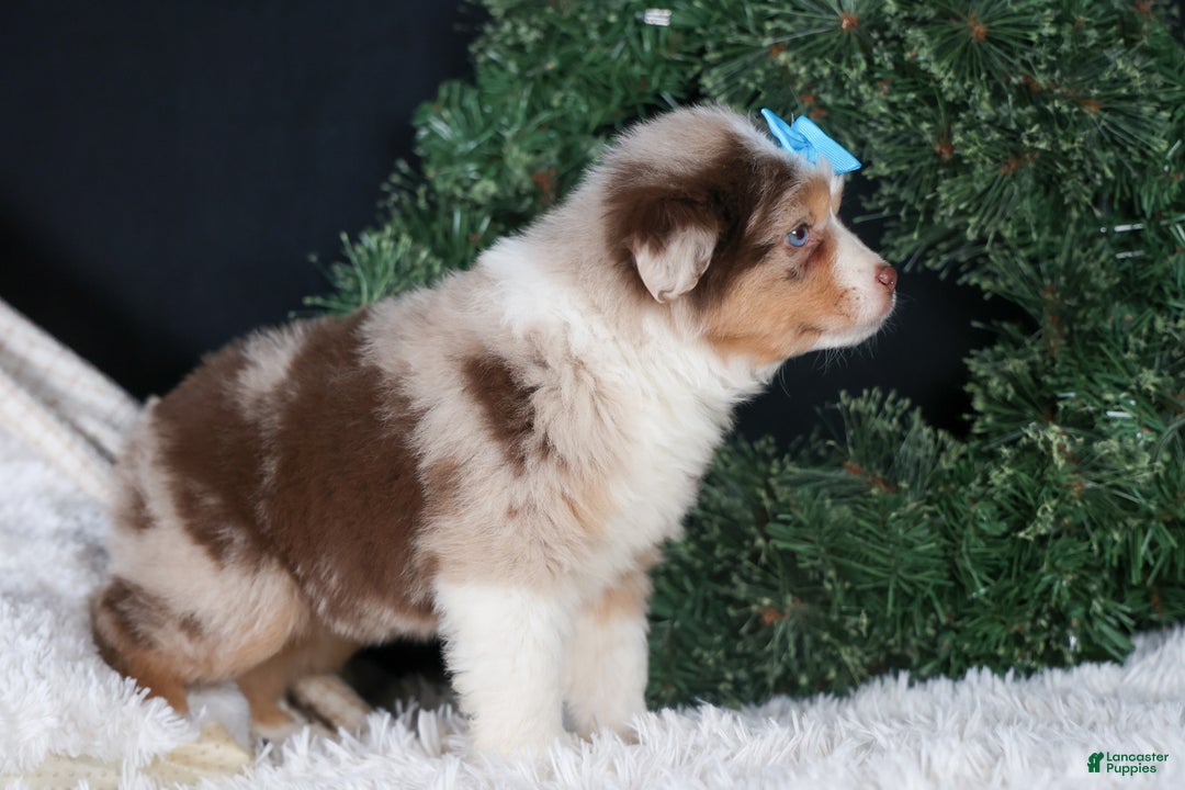 Miniature Australian Shepherd dogs for sale: SCOOTER - Ad 6
