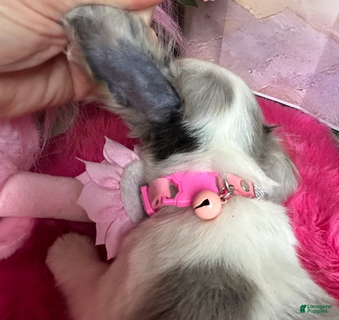 Chihuahua dogs for sale: Bluebell in California  - Ad 4