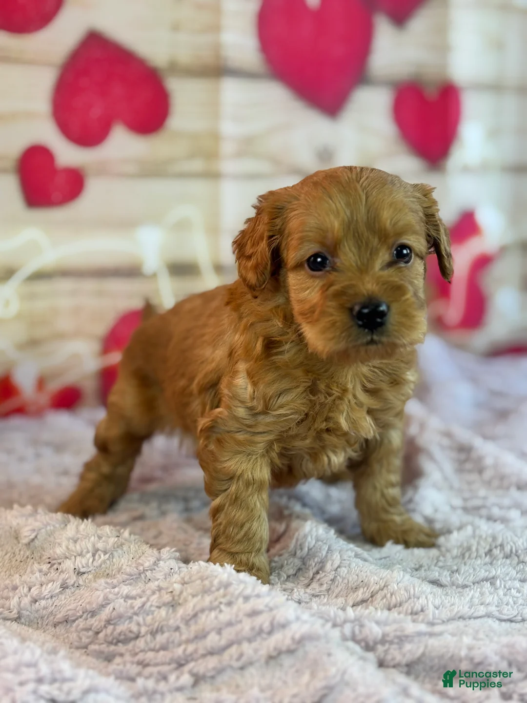 Goldendoodle dogs for sale: Fargo - Ad 2