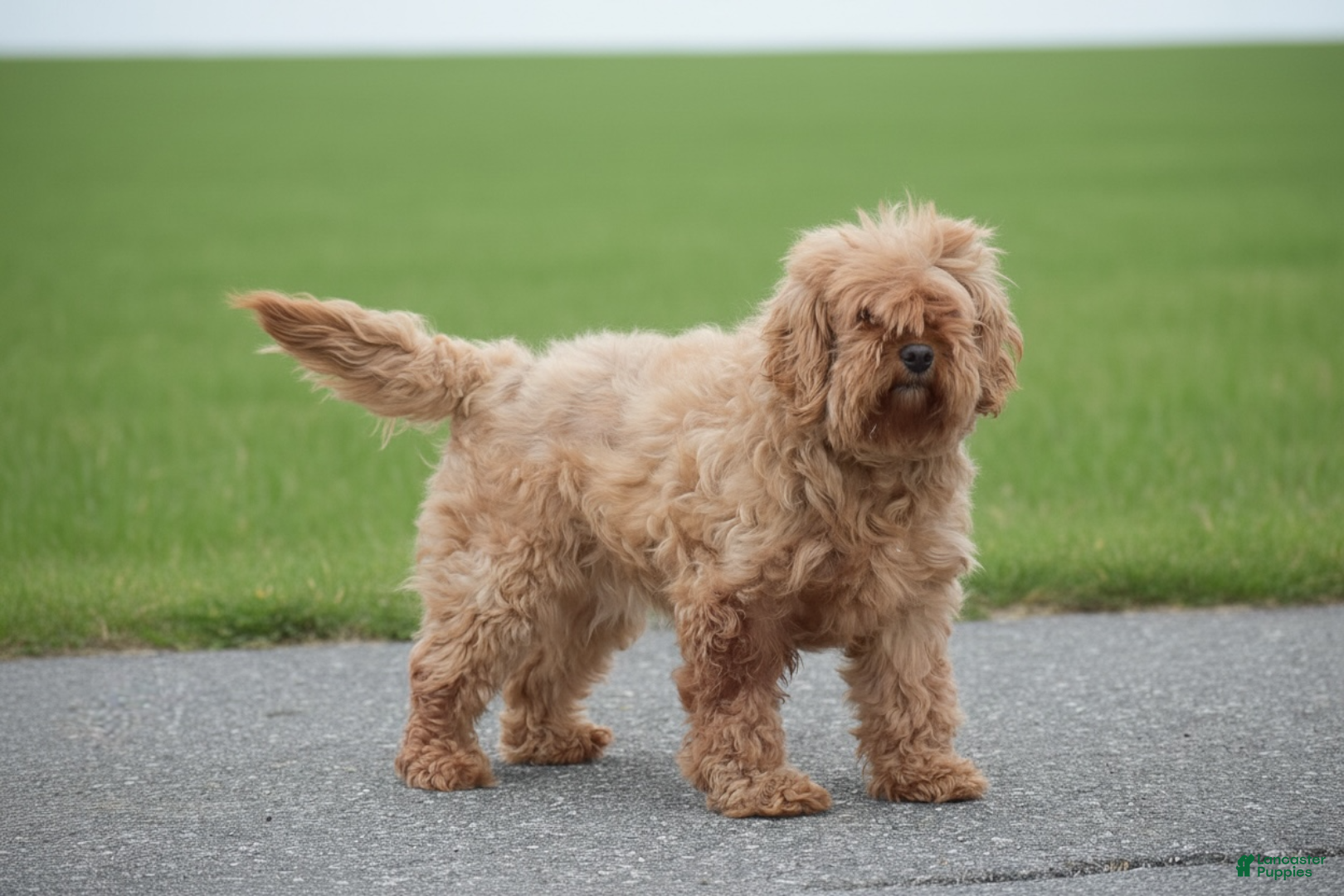 Cavapoo dogs Laurel - Ad 33