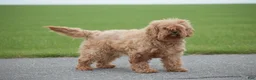 Cavapoo dogs for sale: Laurel - Ad 1