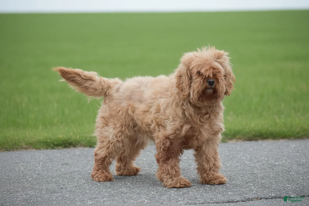 Cavapoo dogs for sale: Laurel - Ad 1