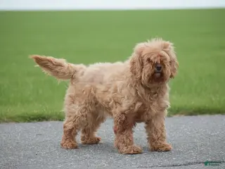 Cavapoo dogs Laurel - Ad 10