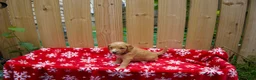 Goldendoodle dogs for sale: Ebony - Ad 8