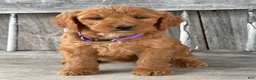 Irish Doodle dogs for sale: Charlotte  - Ad 10