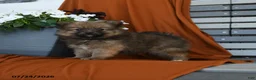 Pomeranian dogs for sale: Nutrigious - Ad 3