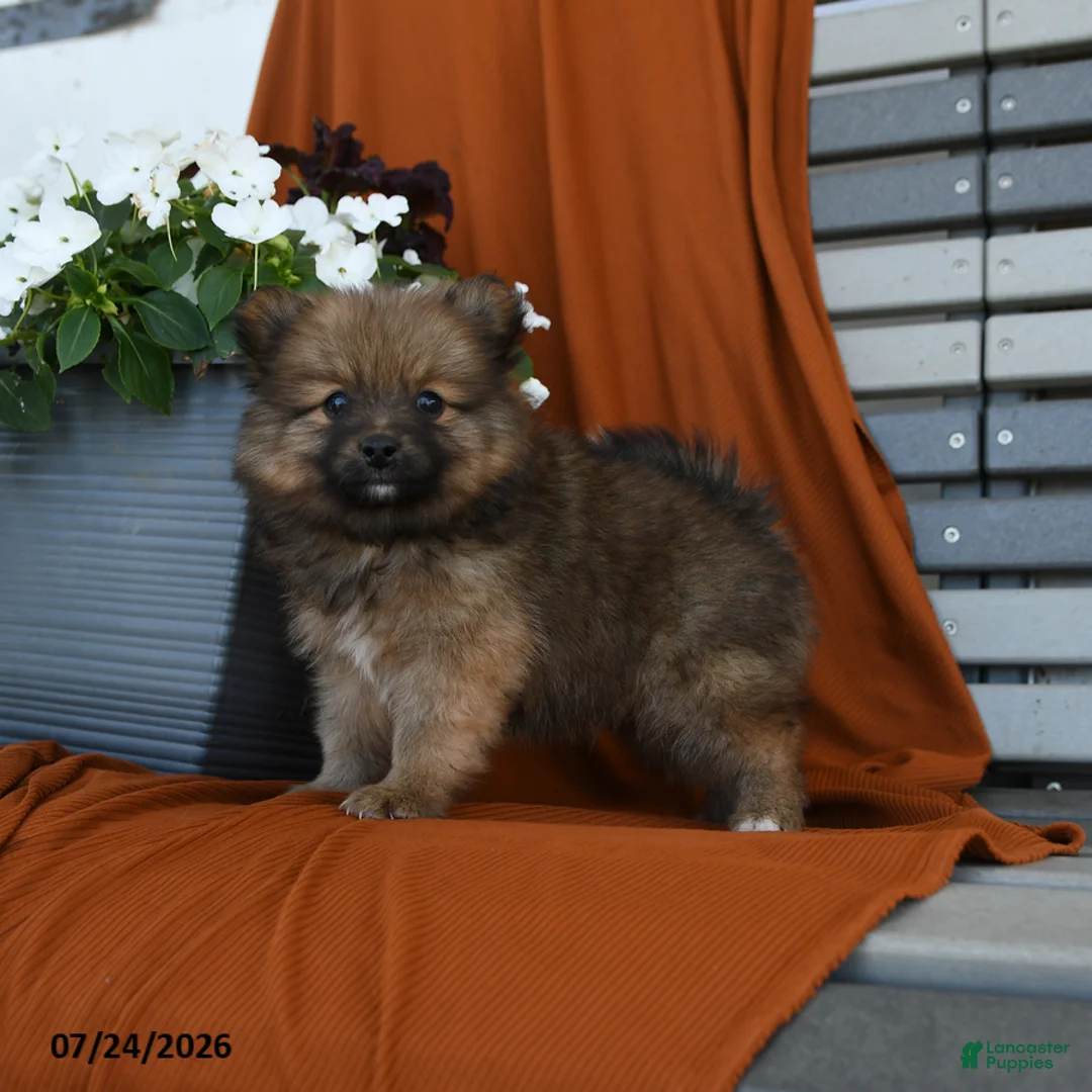 Pomeranian dogs for sale: Nutrigious - Ad 3