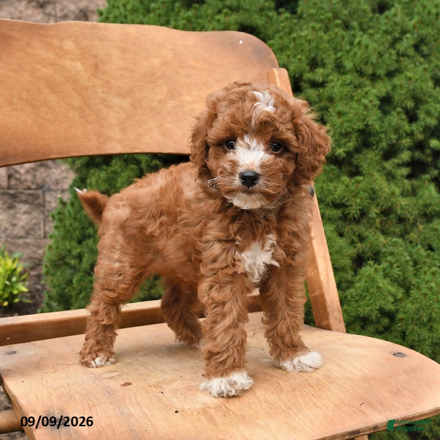 Miniature Poodle dogs for sale: Scout - Ad 2