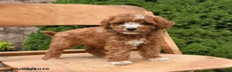Miniature Poodle dogs for sale: Scout - Ad 1