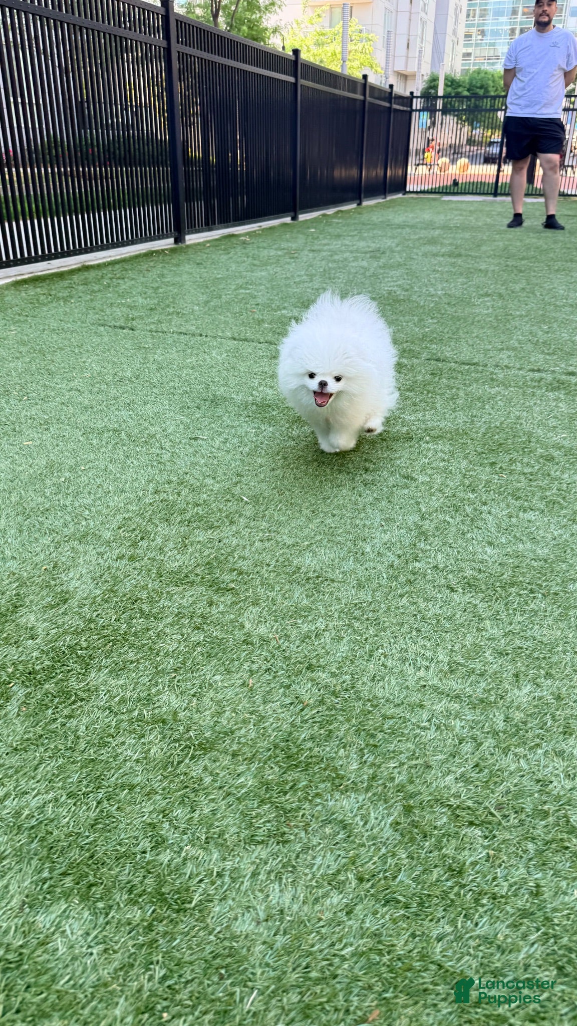 Pomeranian dogs Pomeranian 1 - Ad 2