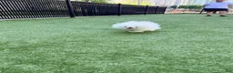 Pomeranian dogs for sale: Pomeranian 1 - Ad 2