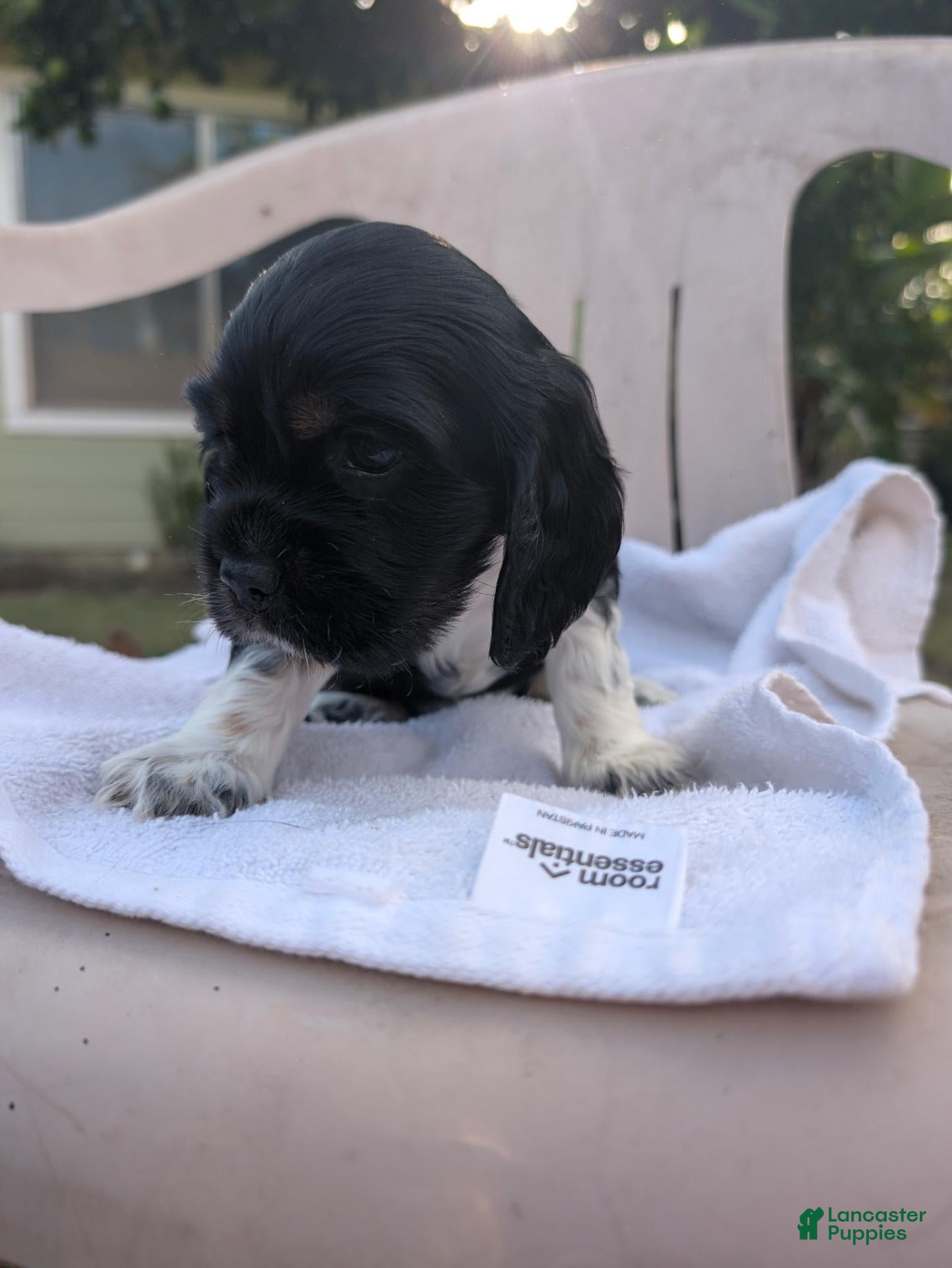 Cocker Spaniel dogs for sale: Cocker Spaniel 5 - Ad 2