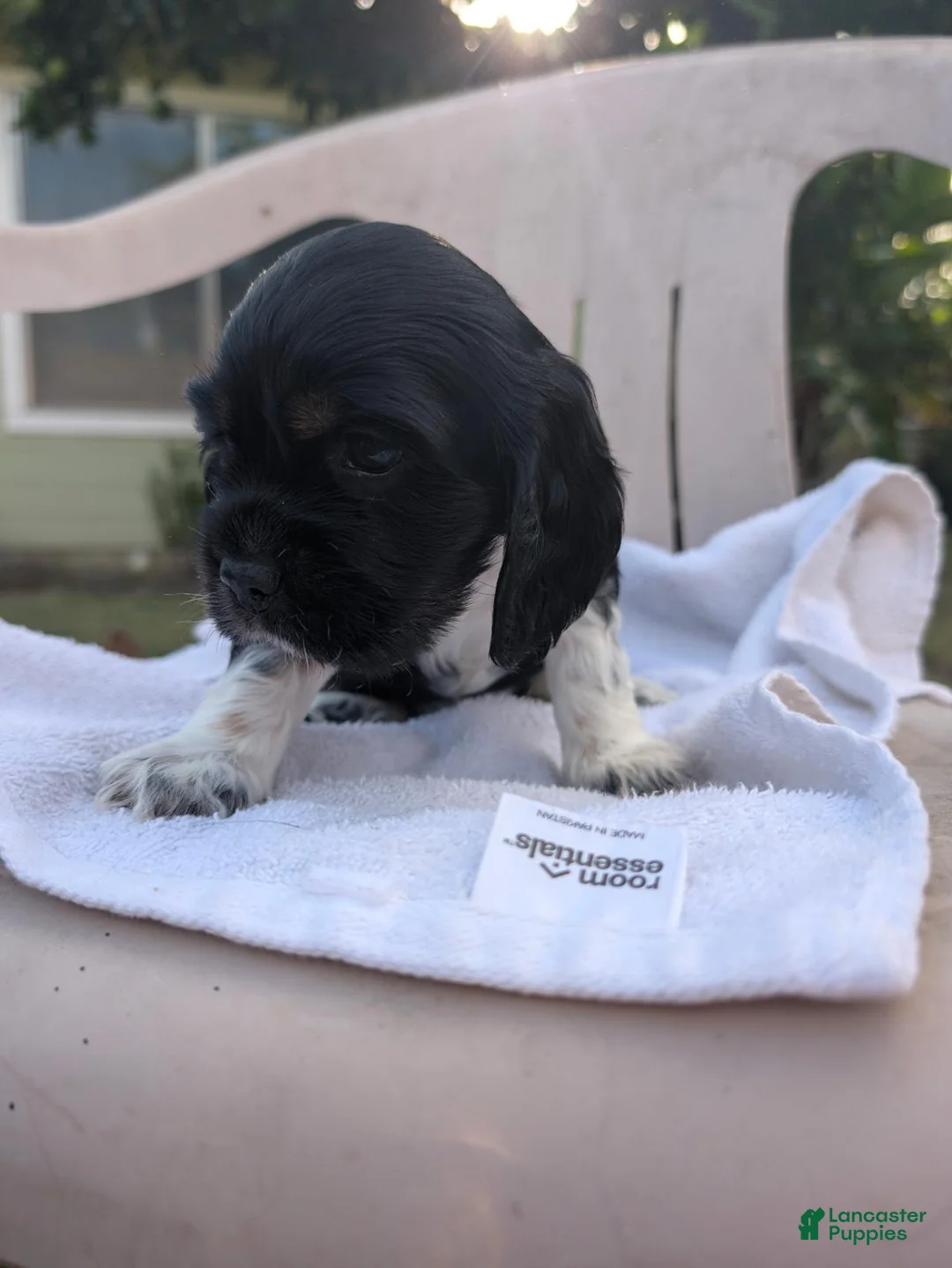 Cocker Spaniel dogs for sale: Cocker Spaniel 5 - Ad 1