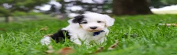 Sheepadoodle dogs for sale: Thomas - Ad 5
